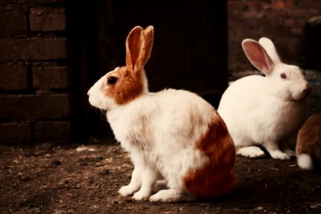 White And Brown Rabbit On Brown Soil photo