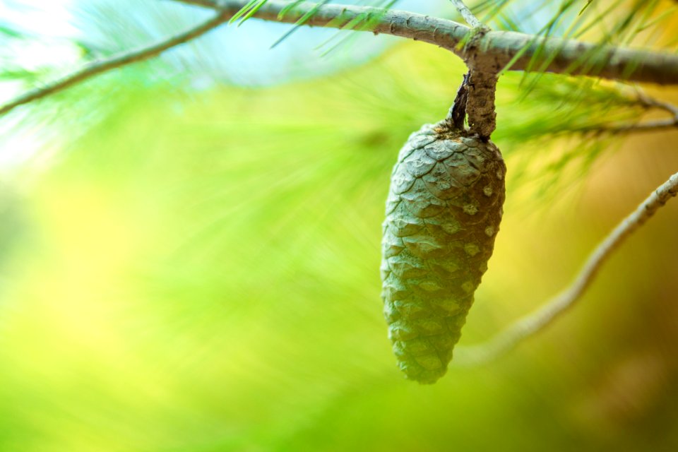 Tilt Shift Photo Of Pine Cone