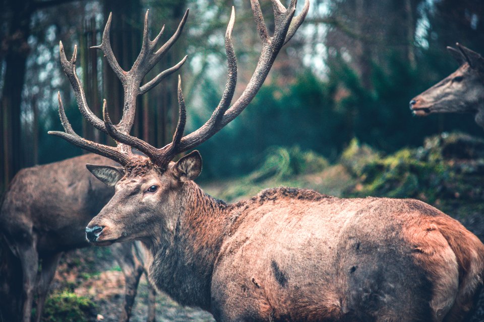 Close-Up Photography Of Brown Deer