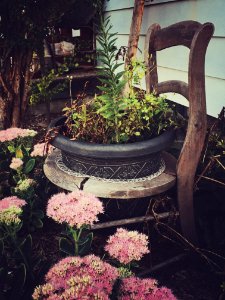 Green Leaf Plants In Black Pot On Brown Chair