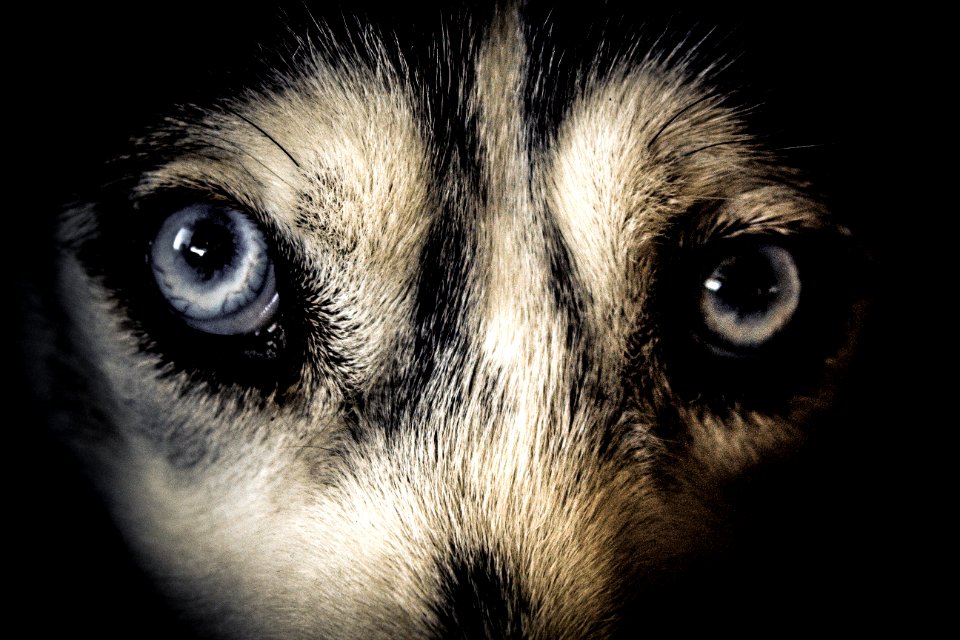 Close Up Photo Of White And Black Short-furred Animal