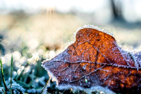 Dried Leaf Cover By Snow At Daytime photo