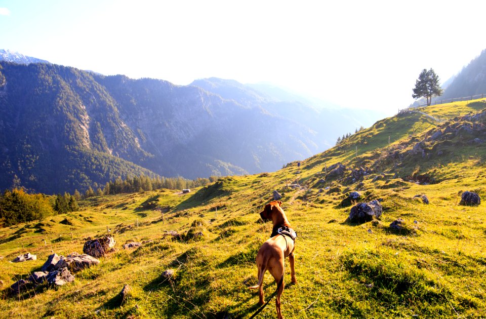 Adult Tan Great Dane Standing On Top Of Mountain Under White Sky