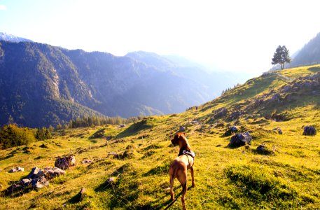 Adult Tan Great Dane Standing On Top Of Mountain Under White Sky photo