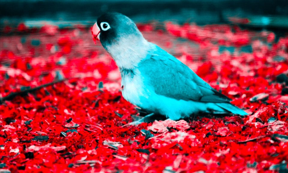 Blue And White Parakeet On Red Flooring