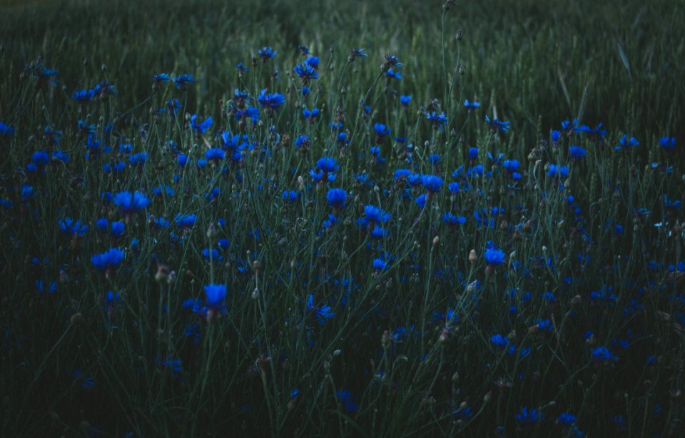Photo Of Blue Petaled Flowers