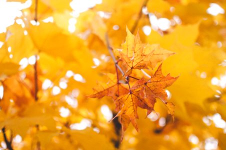 Yellow Oak Leaf Close-up Photography photo