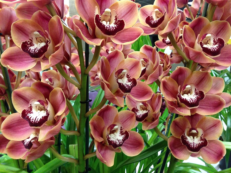 Flower bloom orchidaceae