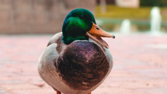 Green And Gray Mallard Duck photo