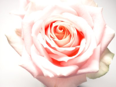 Macro Photography Of Pale-pink Rose photo