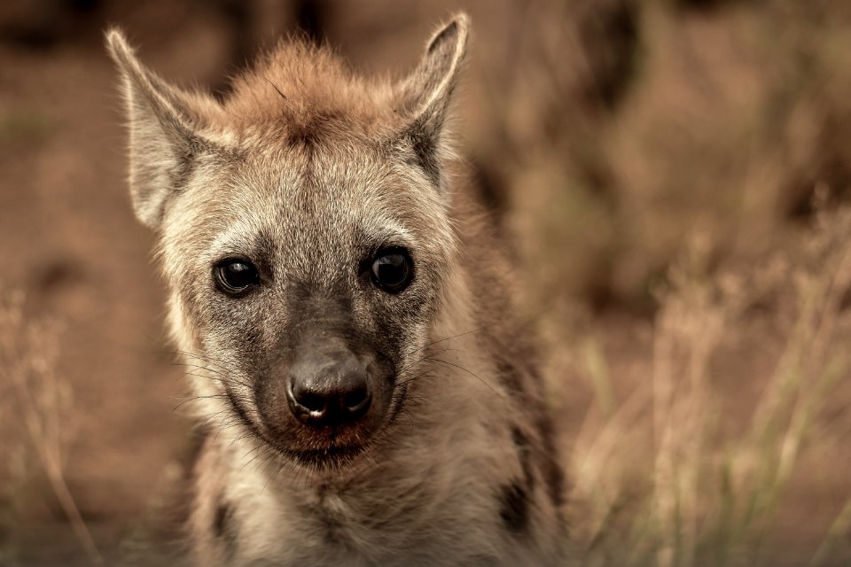 Closeup Photography Of Grey And Tan Animal