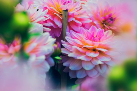 Close Up Photography Of Pink Dahlia Flowers photo