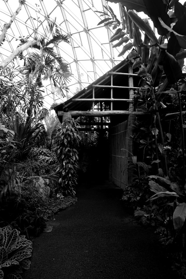Variety Of Plants Grayscale Photo