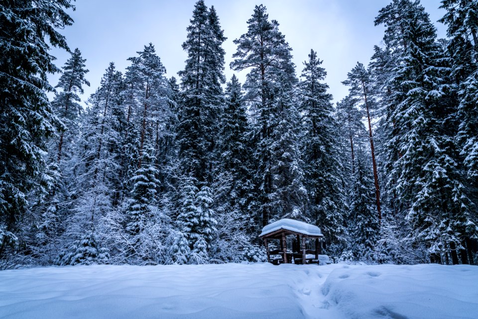 Green Trees Covered By Snow