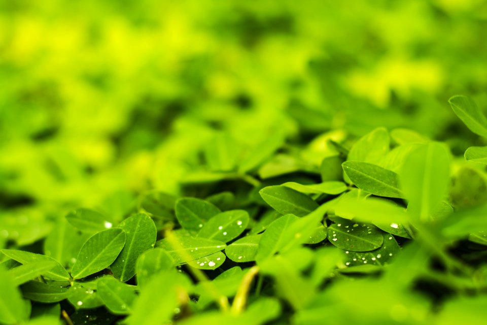 Macro Photography Of Leaves photo