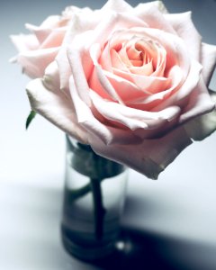 Closeup Photography Of Pink Rose Flower In Clear Glass Vase photo