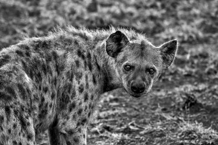 Grayscale Photography Of Hyena photo
