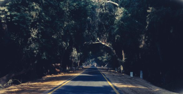 Photo Of Asphalt Road Between Trees photo