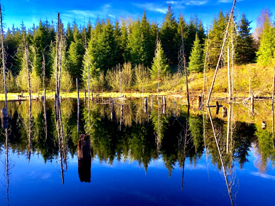 Photography Of Trees Reflecting On Water