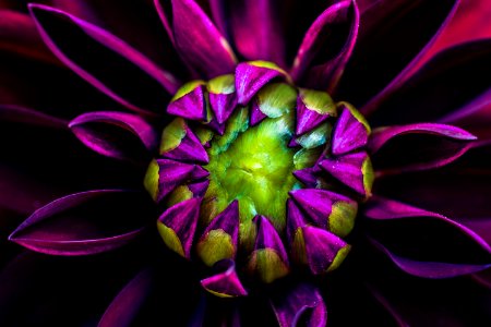 Macro Photography Of Purple Dahlia Flower