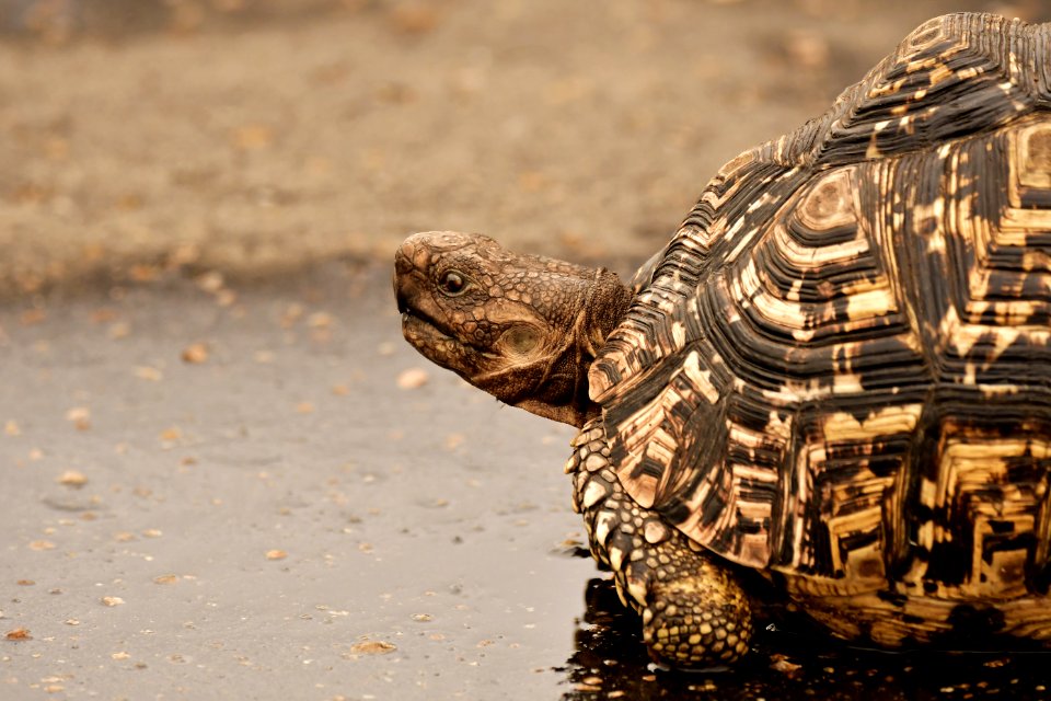 Brown Tortoise On Wet Surface