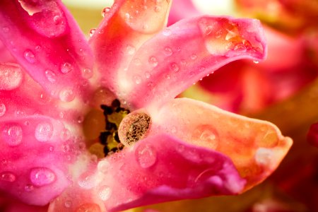 Close-Up Photography Of Pink Flower photo