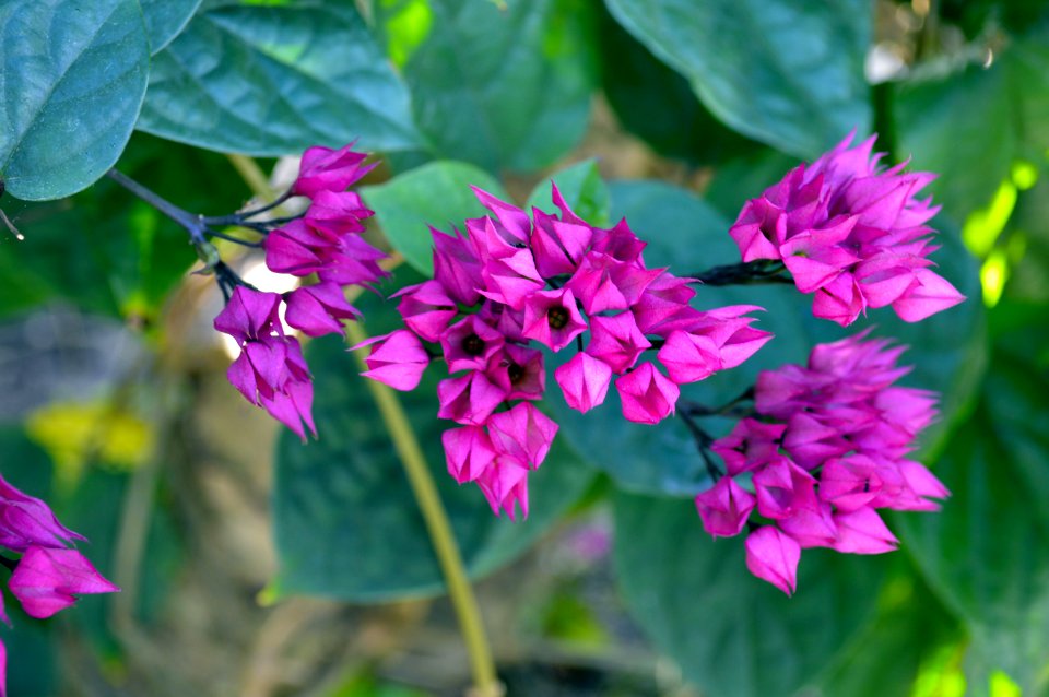 Shallow Focus Photography Of Pink Flowers
