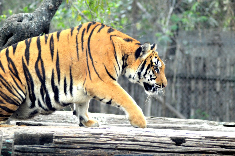 Brown Tiger photo