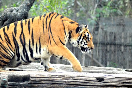 Brown Tiger photo