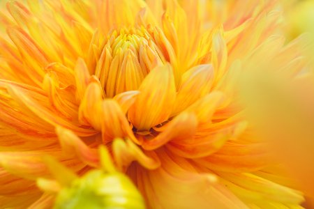 Close-Up Photography Of Yellow Dahlia Flower photo