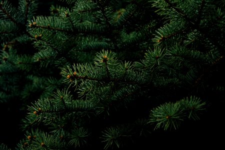 Green Pine Tree