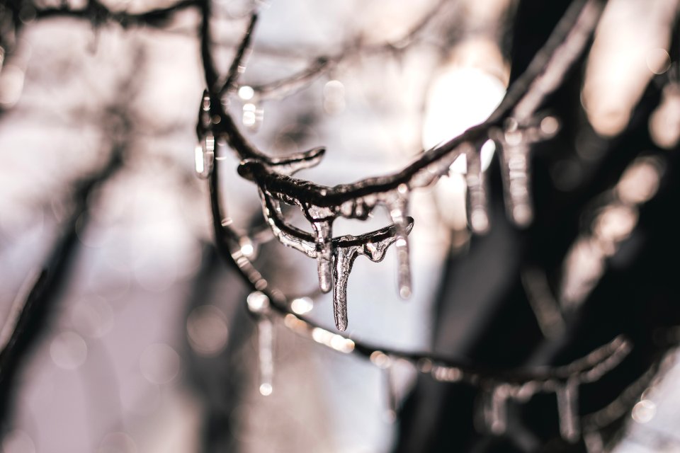 Close-up Photography Of Water On Branch