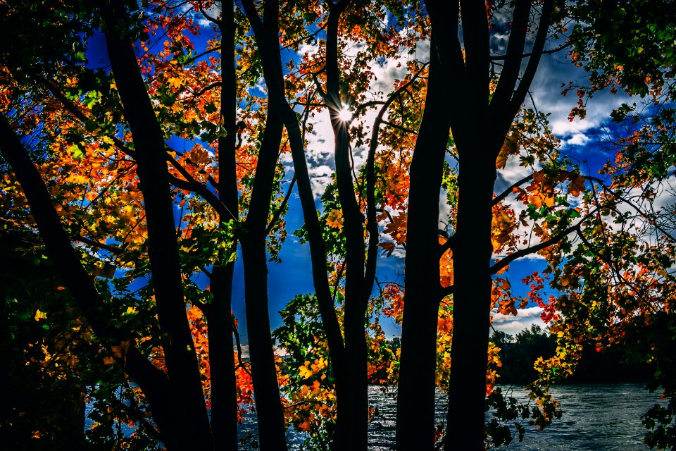 Silhouette Of Trees