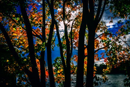 Silhouette Of Trees