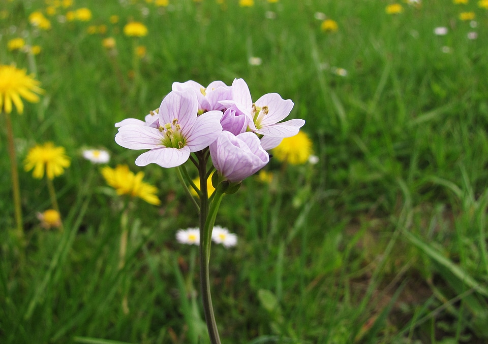 Card amines pratensis tender spring