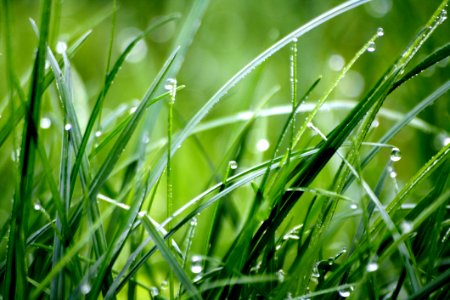 Macro Photography Of Droplets On Grass photo