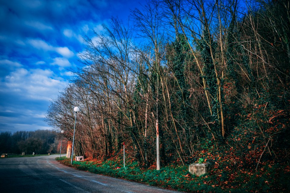Trees By The Road