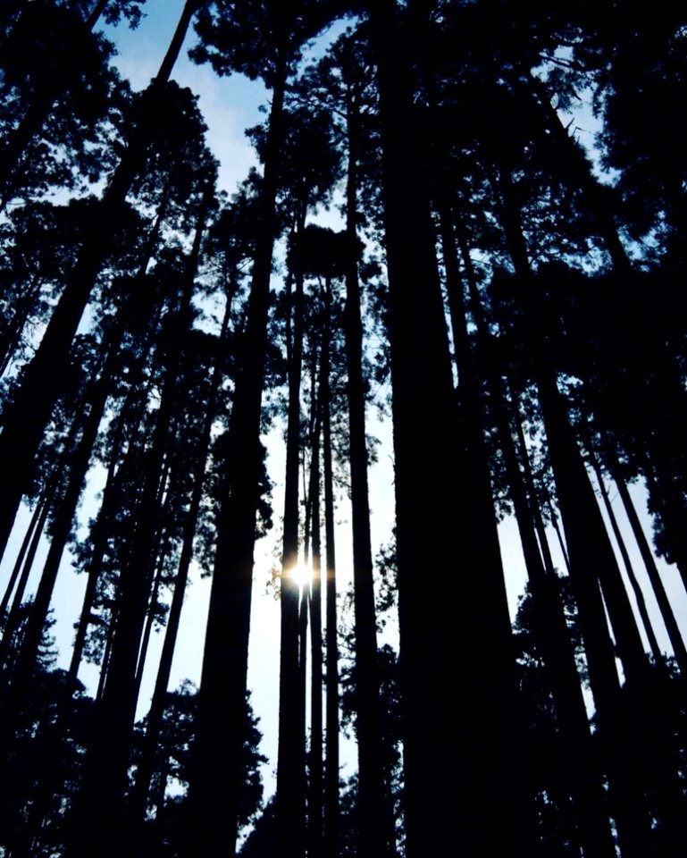 Silhouette Of Forest