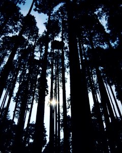 Silhouette Of Forest