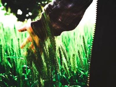 Green Wheat