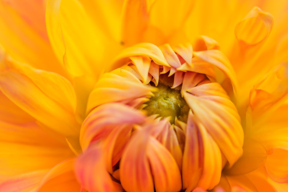 Orange Petaled Flower Plant