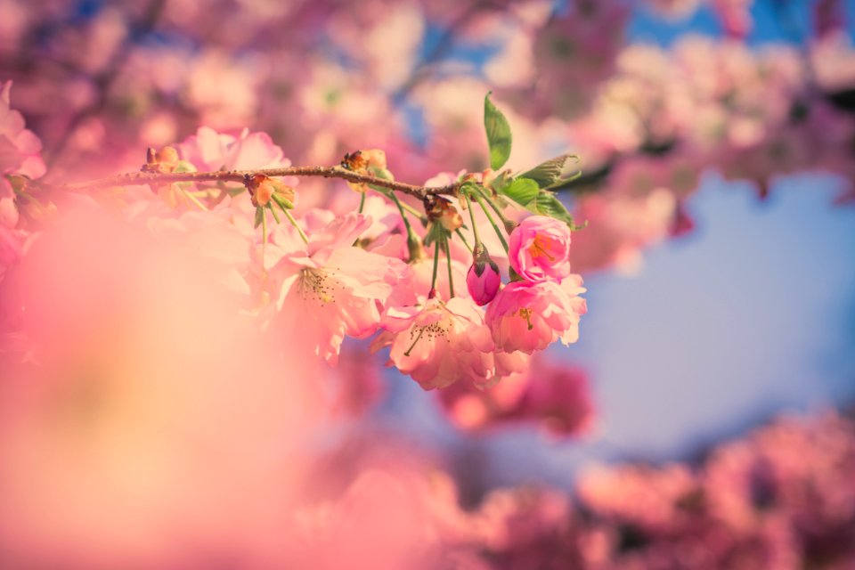 Shallow Photography Of Pink Flower