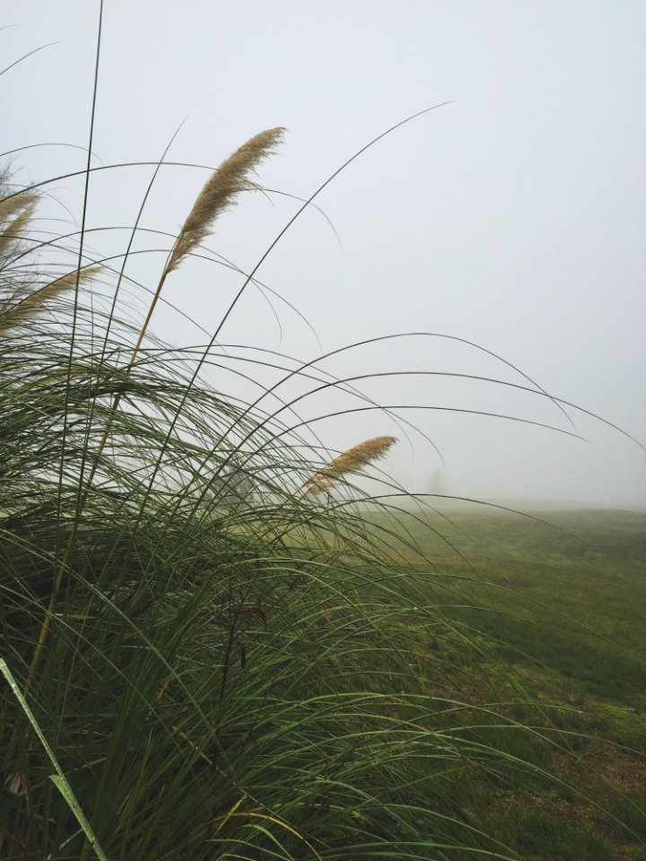 Green Grass During Day Time