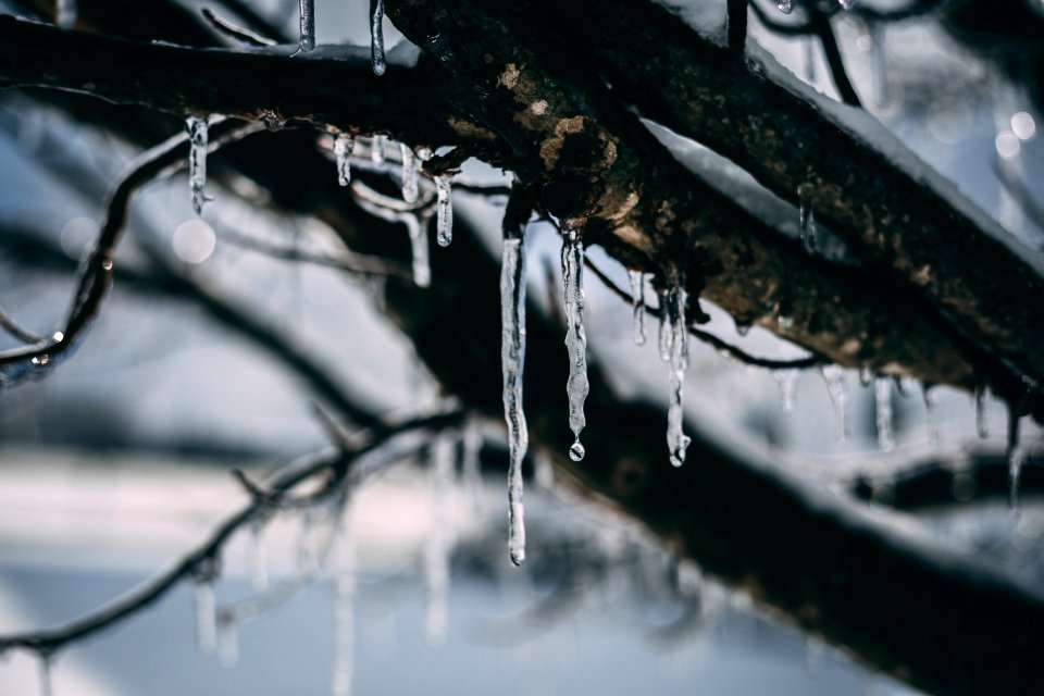 Frozen Water Droplet On Tree Branch