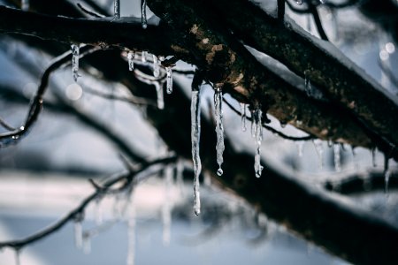 Frozen Water Droplet On Tree Branch photo