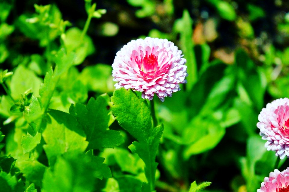 Pink Flower
