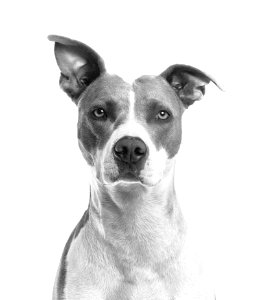 Closeup Photo Of Short-coated White And Gray Dog photo