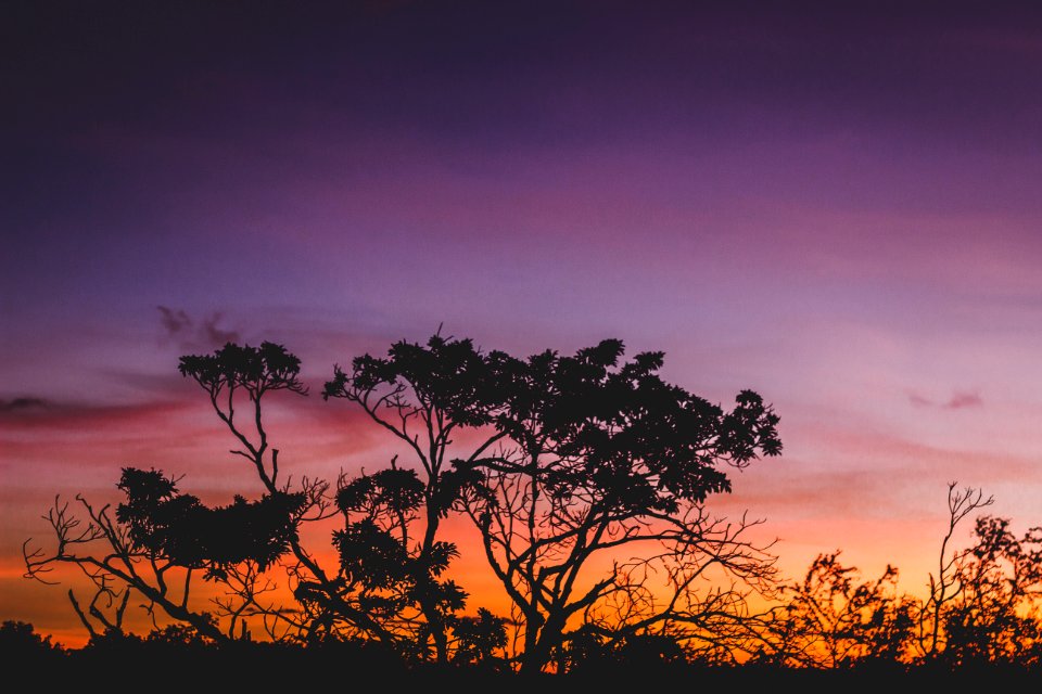 Silhouette Of Tree During Orange Sunset