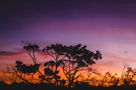 Silhouette Of Tree During Orange Sunset photo