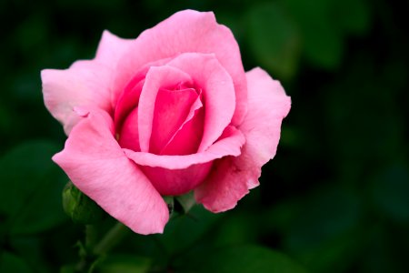 Closeup Photo Of Pink Petaled Flower photo